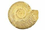 Polished Jurassic Ammonite (Kranosphinctes) - Madagascar #293947-1